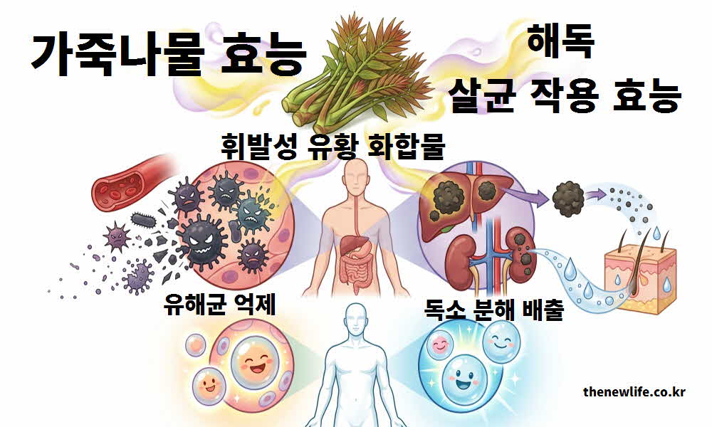 가죽나물 효능 해독 살균 작용