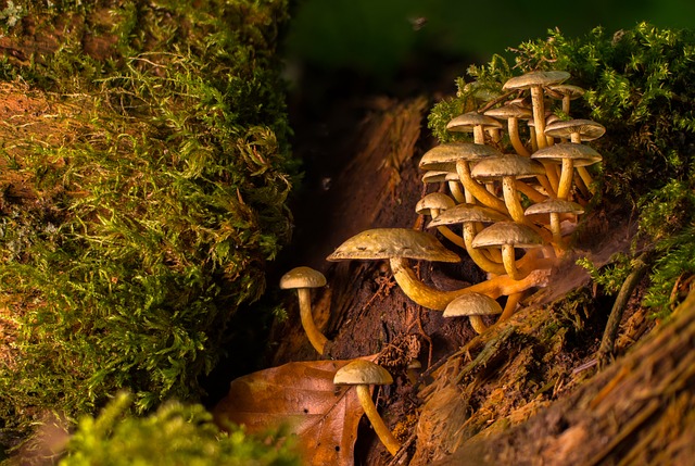 버섯종균기능사3