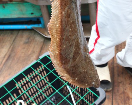 생방송오늘저녁 인천 대이작도 바다 낚시, 조개잡이, 갯벌체험, 싱싱회, 물회, 꽃게탕 모든게 가능한 힐링 펜션 숙소 가볼만한 곳 추천