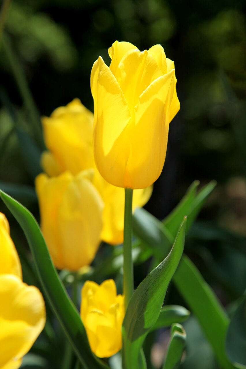 세종수목원 야간개장 예매하기
