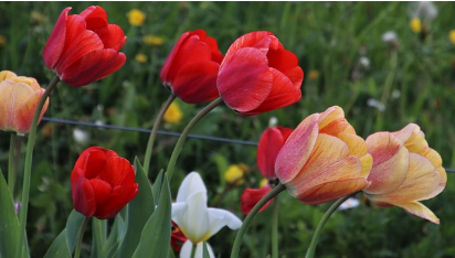 세계인의 꽃의 바다, 네덜란드 튤립 축제 (Keukenhof Tulip Festival)