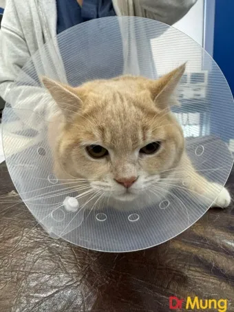 고양이 중성화 비용 수술시기 관리_3