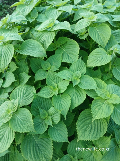 겹겹이 무성하게 자라난 신선한 깻잎 잎사귀