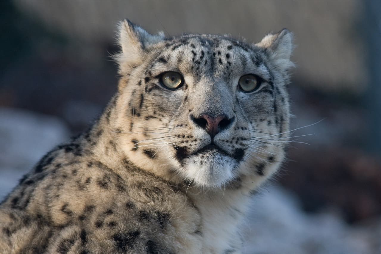 설표범(Snow Leopard): 고산지대의 은둔자