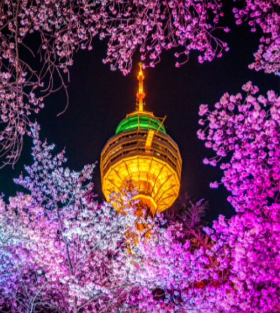 이월드벚꽃로드