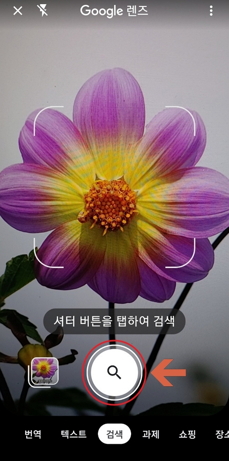 구글 렌즈 카메라로 꽃 검색하기