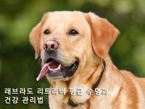 래브라도 리트리버 평균 수명과 건강 관리법