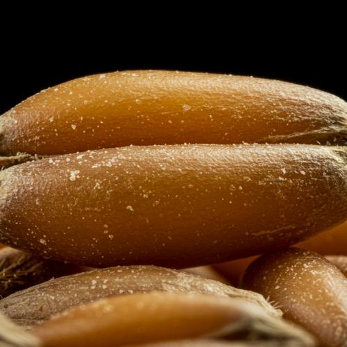 카무트효소 많이든 곡물 사진