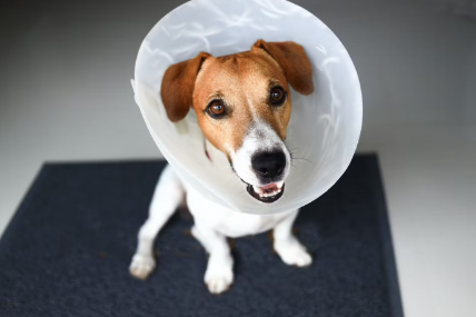 엘리자베스 칼라