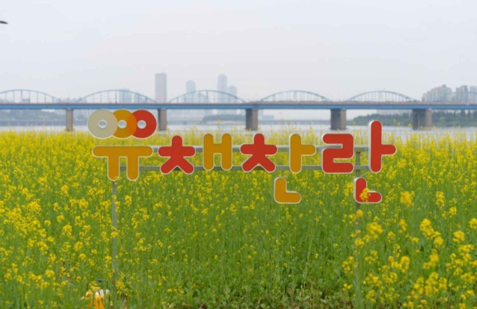 2024 서래섬 유채꽃 축제 주차장 정보, 무료셔틀버스(한강순환관람차)와 관련된 유채찬란이 쓰여진 유채꽃 사진