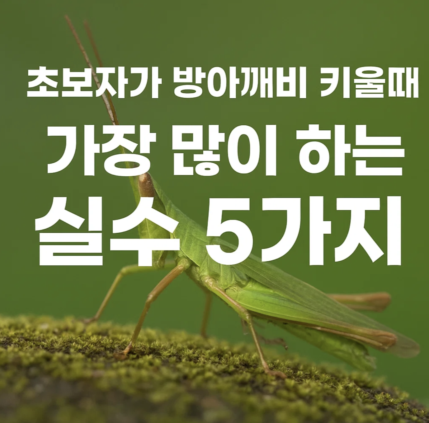 초보자가 방아깨비 키울 때 가장 많이 하는 실수 5가지