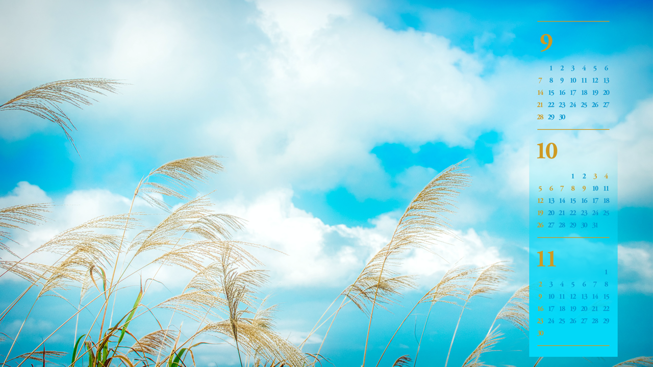 01 억새 B - 2025년10월 노트북배경화면