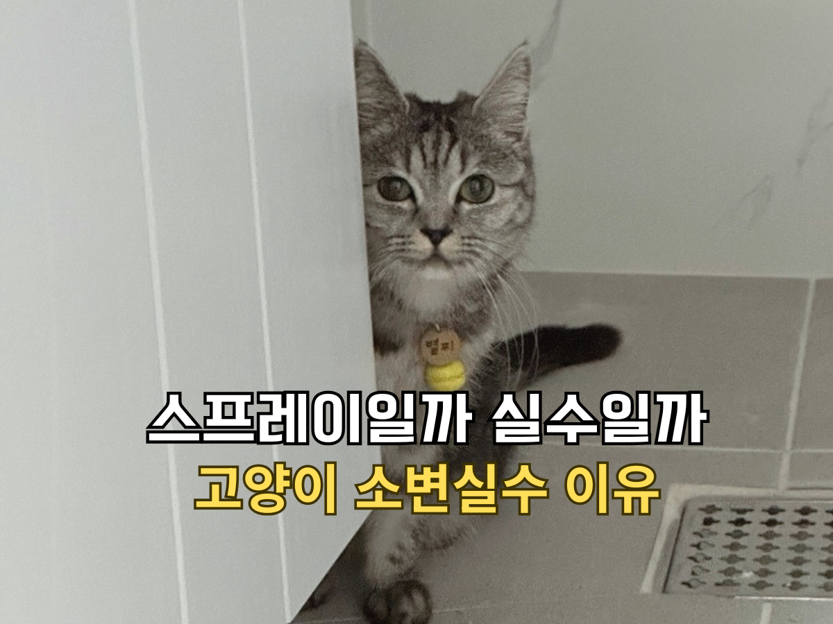 화장실 문 뒤에서 쳐다보는 회색 반려묘 별찌와 '스프레이일까 실수일까 고양이 소벼닐수 이유' 텍스트가 써진 썸네일 제목