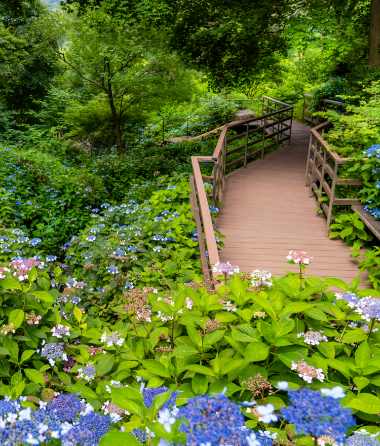 화담숲 모노레일 예약방법, 입장료