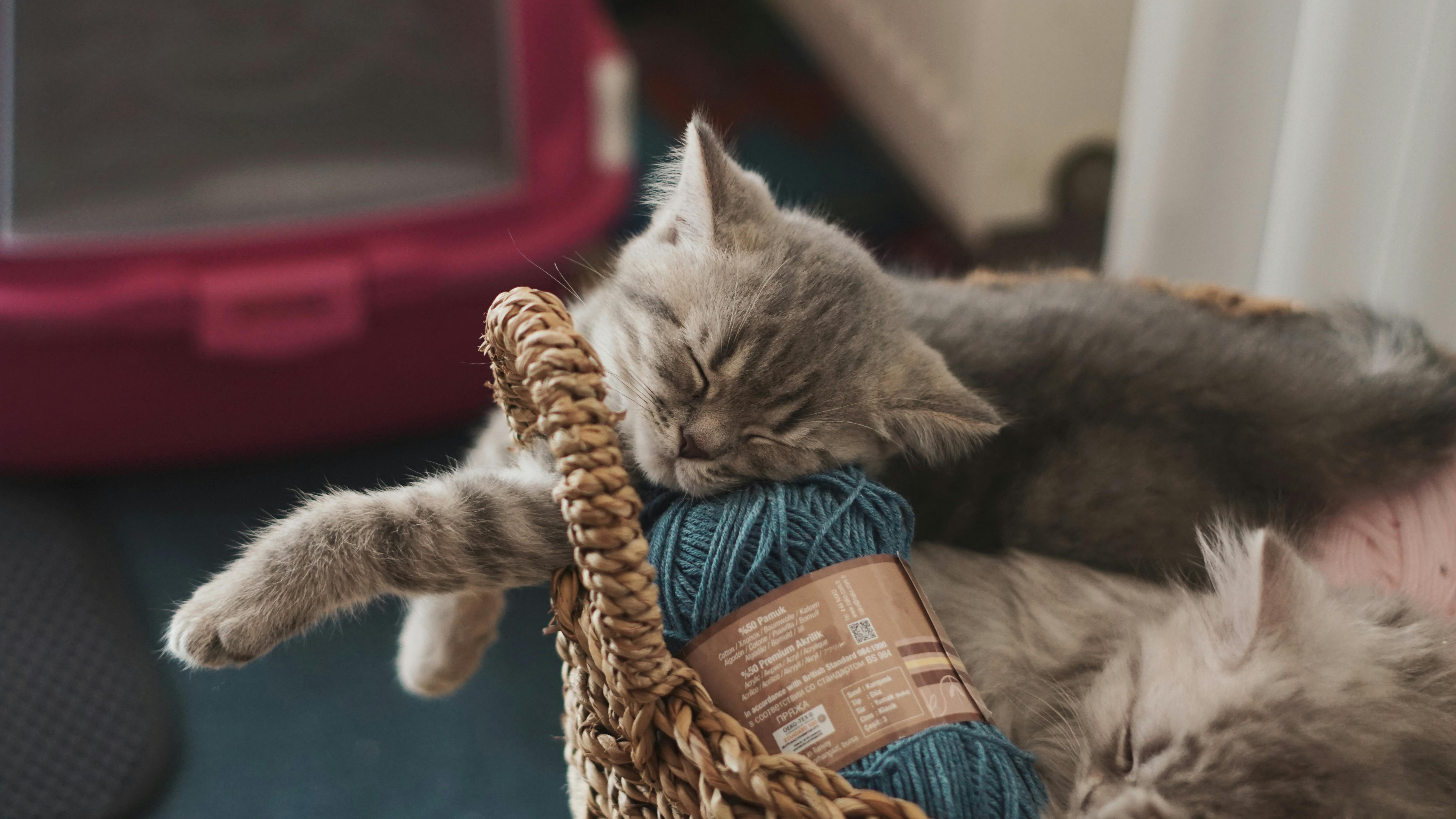 고양이가 나를 재촉하는을 상징하는 이미지