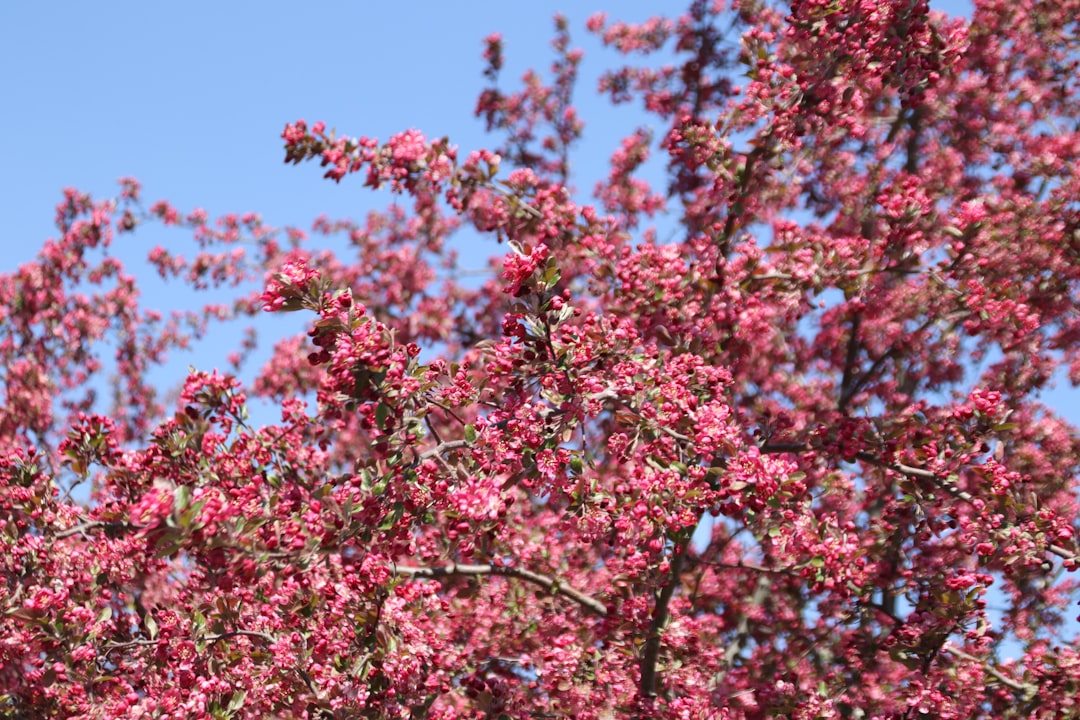 'Cherry blossom'
