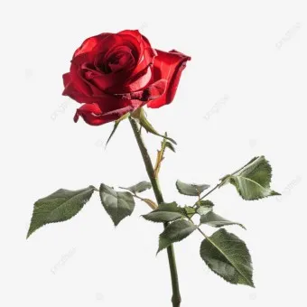 장미 삽목시기 삽목 방법 줄장미 넝쿨장미 색깔별 장미_15