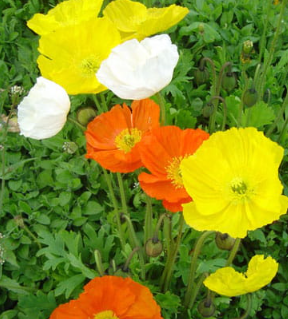 개양귀비 꽃의 효능2