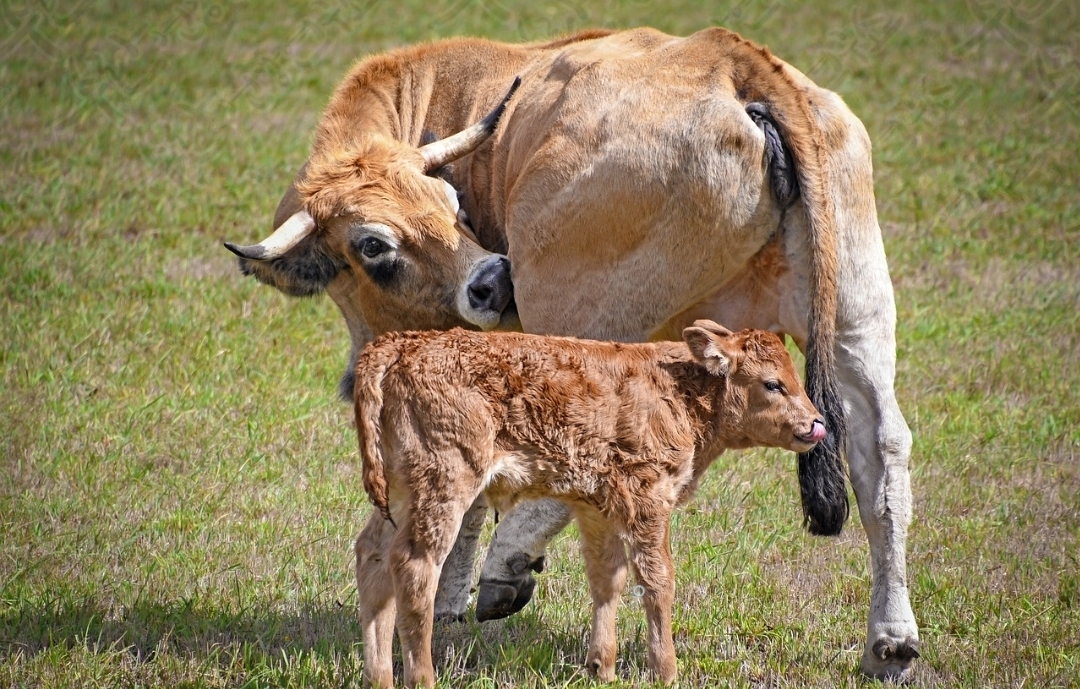 셀트리온 초유 단백질10