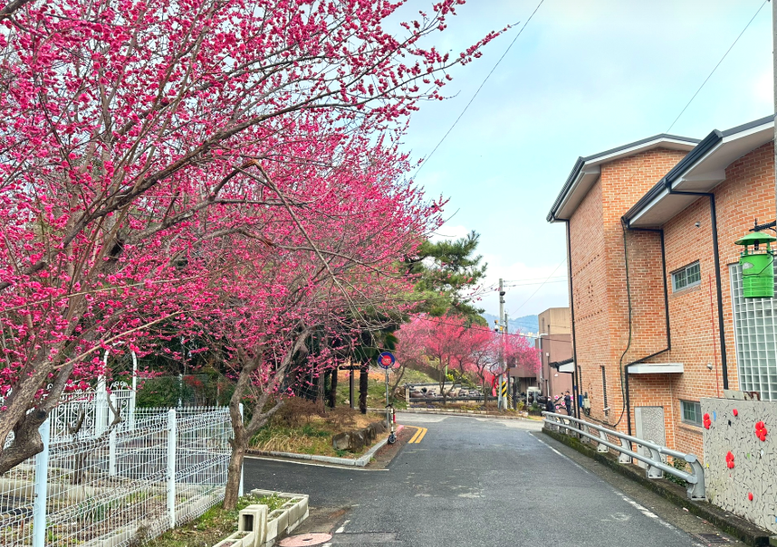 매곡동 매화1
