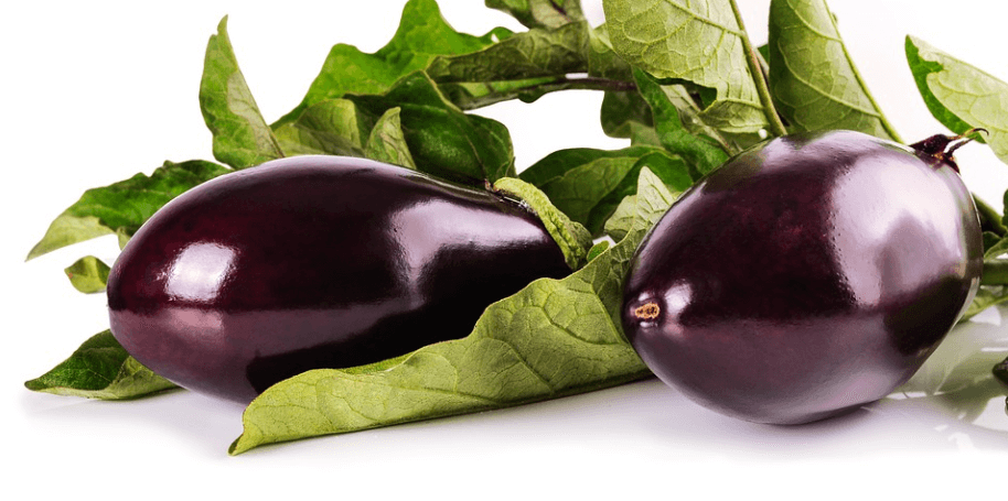 채소 가지 사진 - 11