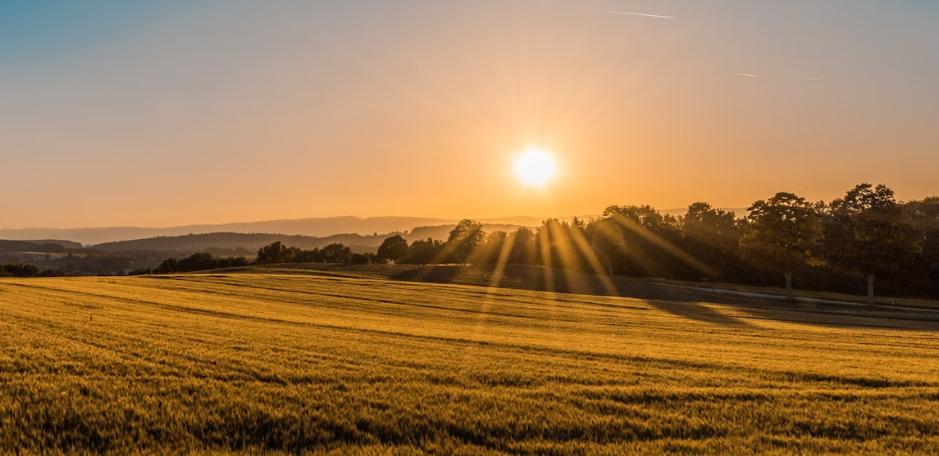 아침에 섭취하면 좋은 식품을 알아보아요