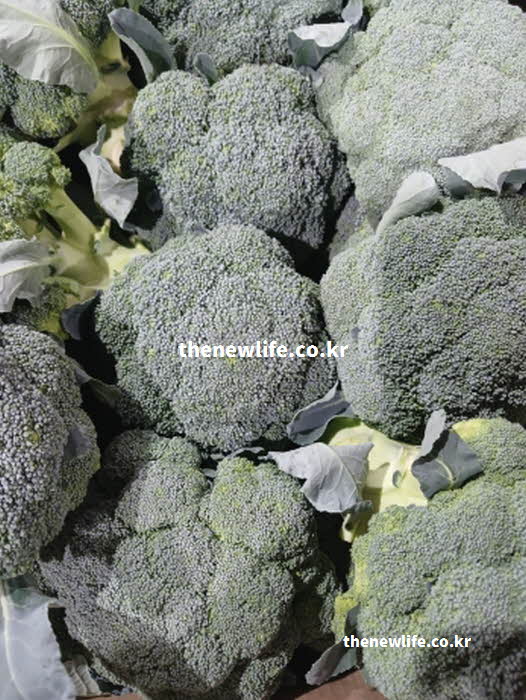 브로콜리 효능 혈관 보호 칼륨 실사진