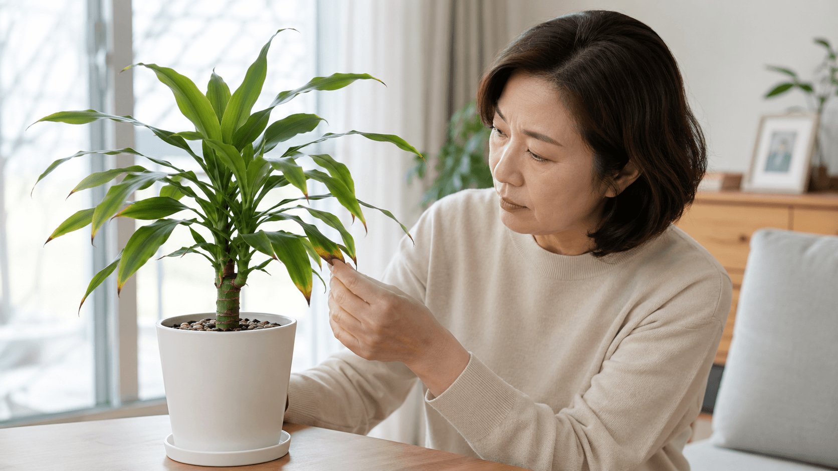행운목 잎끝 마름 확인 기준을 설명하는 한국 가정의 실내 식물 관리 장면