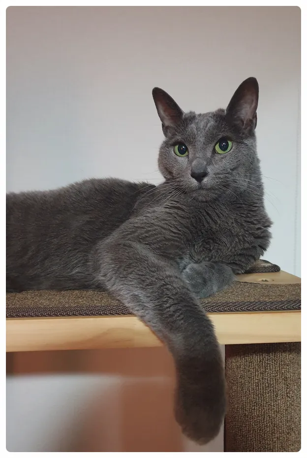 러시안블루 고양이 가격 믹스 수명 털빠짐_5