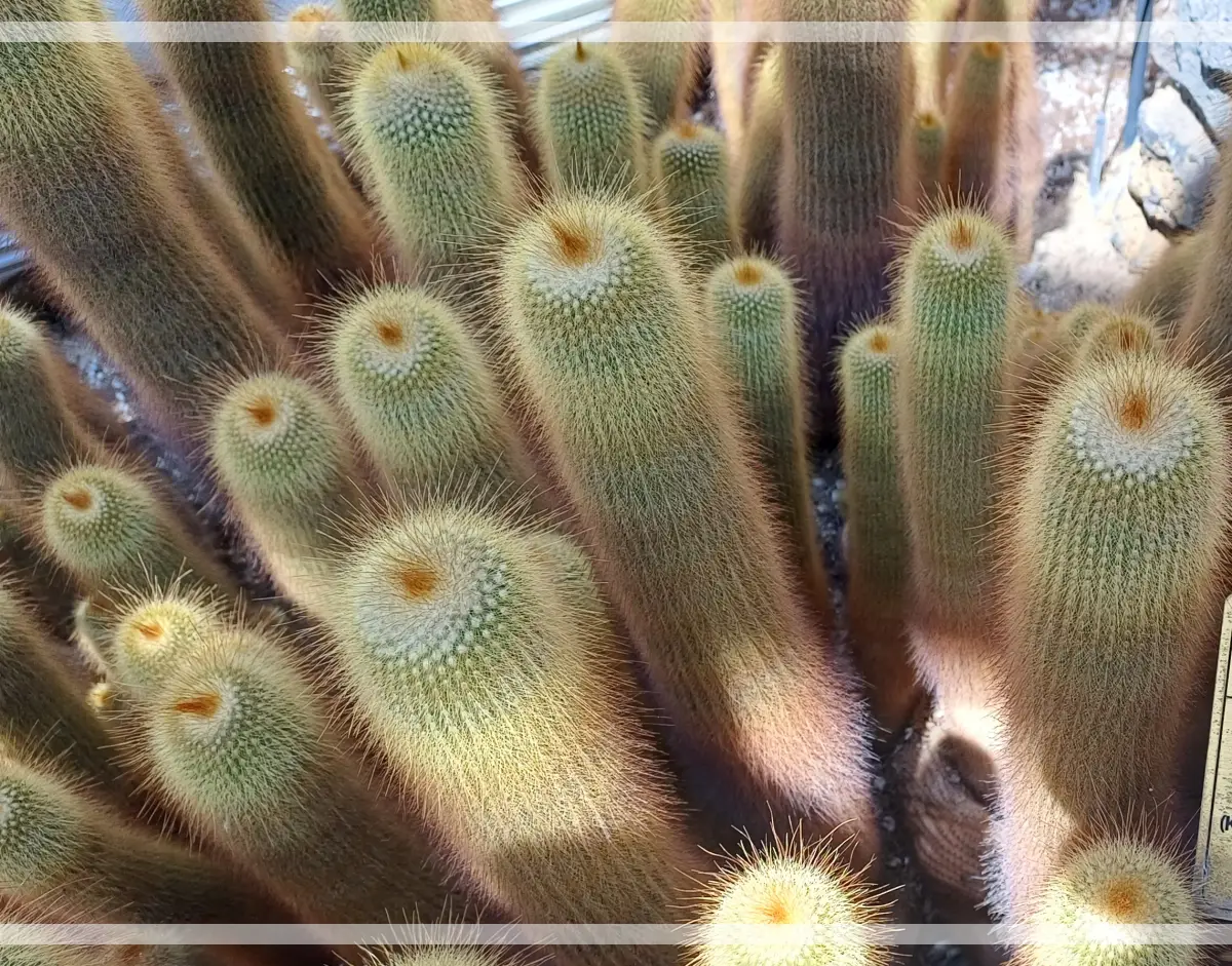 금강수목원-다육-금황환