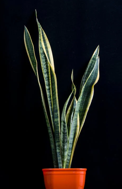 집 안 공기질 개선을 위한 자연 친화적 방법 (스킨답서스와 산세베리아)