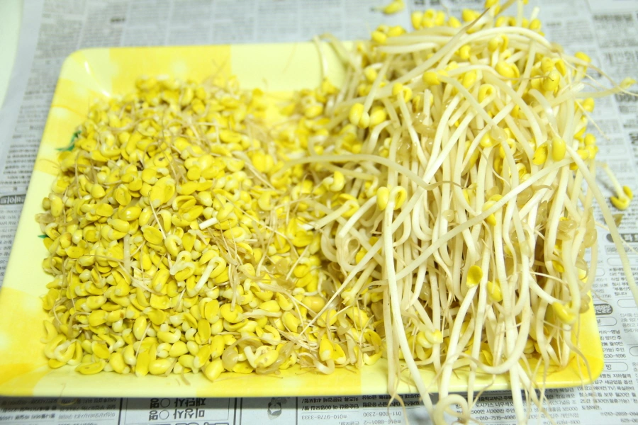 콩나물 손질 모습