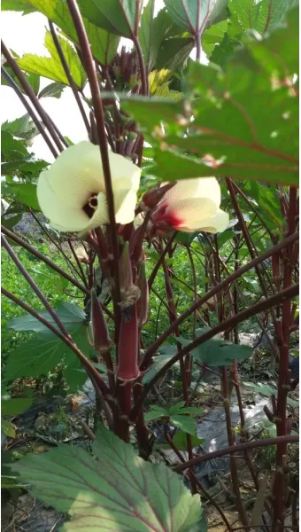 오크라 재배 파종 깊이 따뜻한 흙 물주기 요령_11