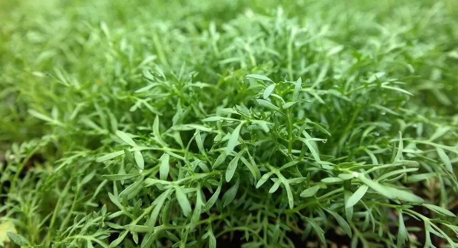 마카 재배 방법