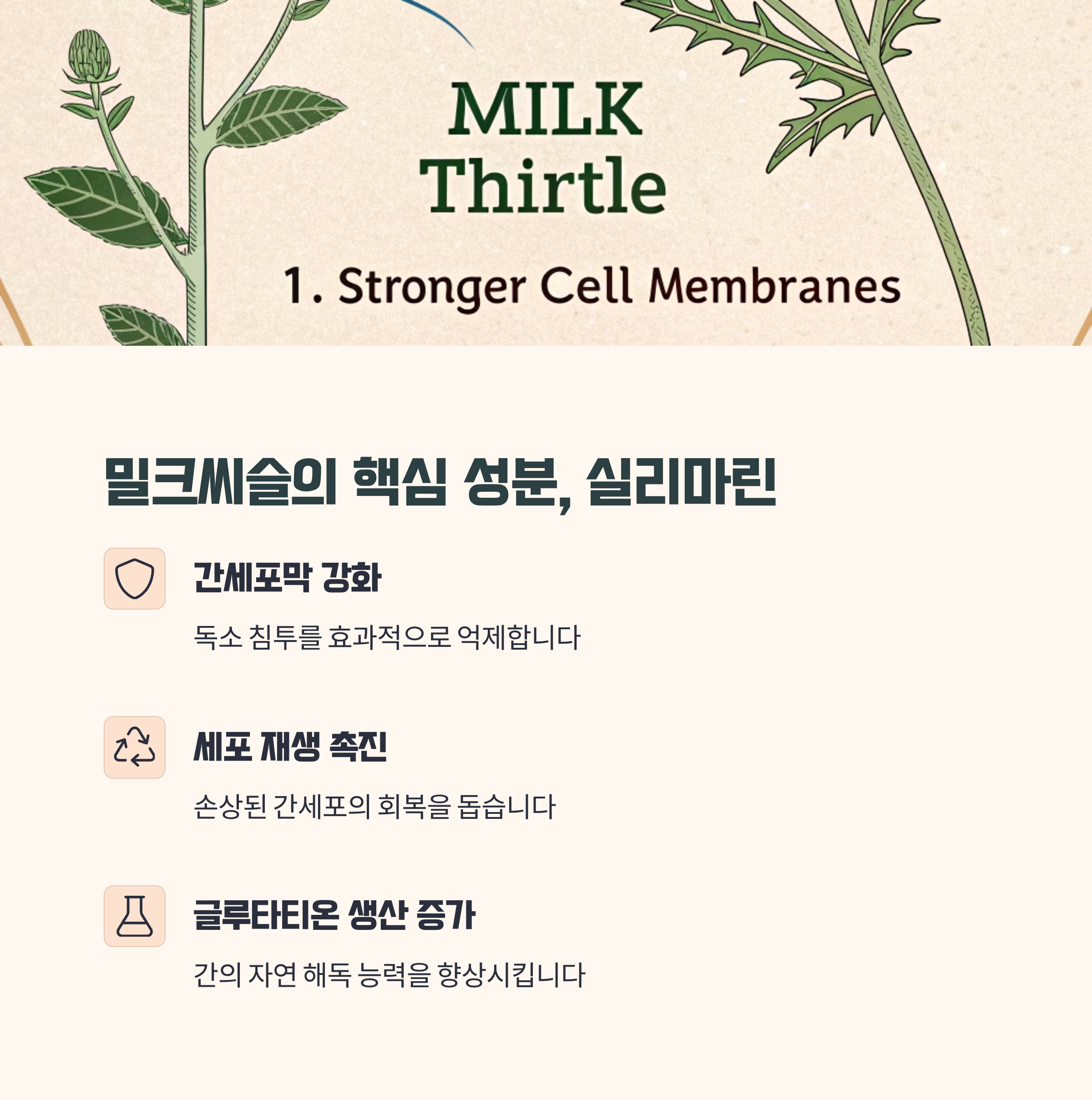 밀크씨슬 주요 성분과 작용 원리