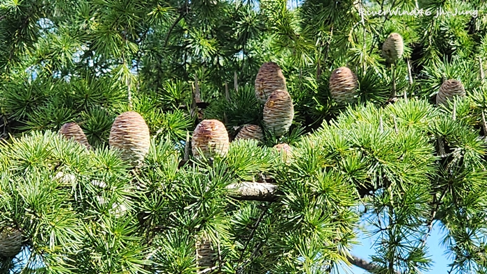 개잎갈나무,히말라야시다, Cedrus deodara 열매,솔방울