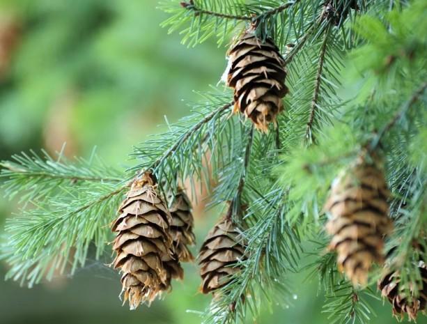 피크노제놀 효능