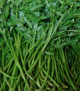 미나리 효능 부작용 고르는법 칼로리