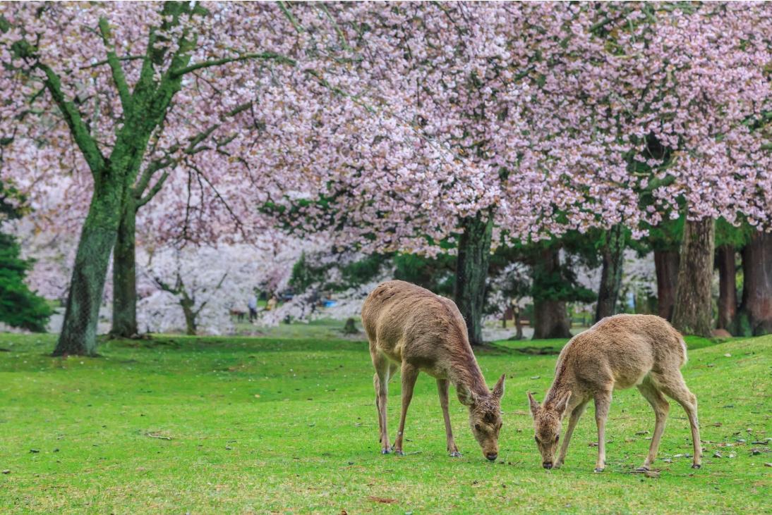 일본 나라 공원의 봄