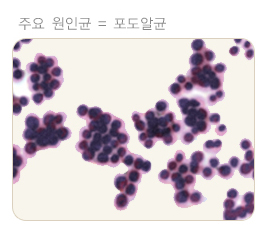 포도알균