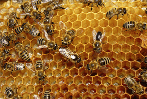 프로폴리스효능10