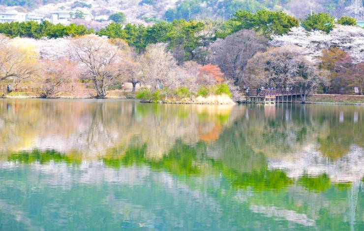 창원 내수면 환경생태공원 벚꽃