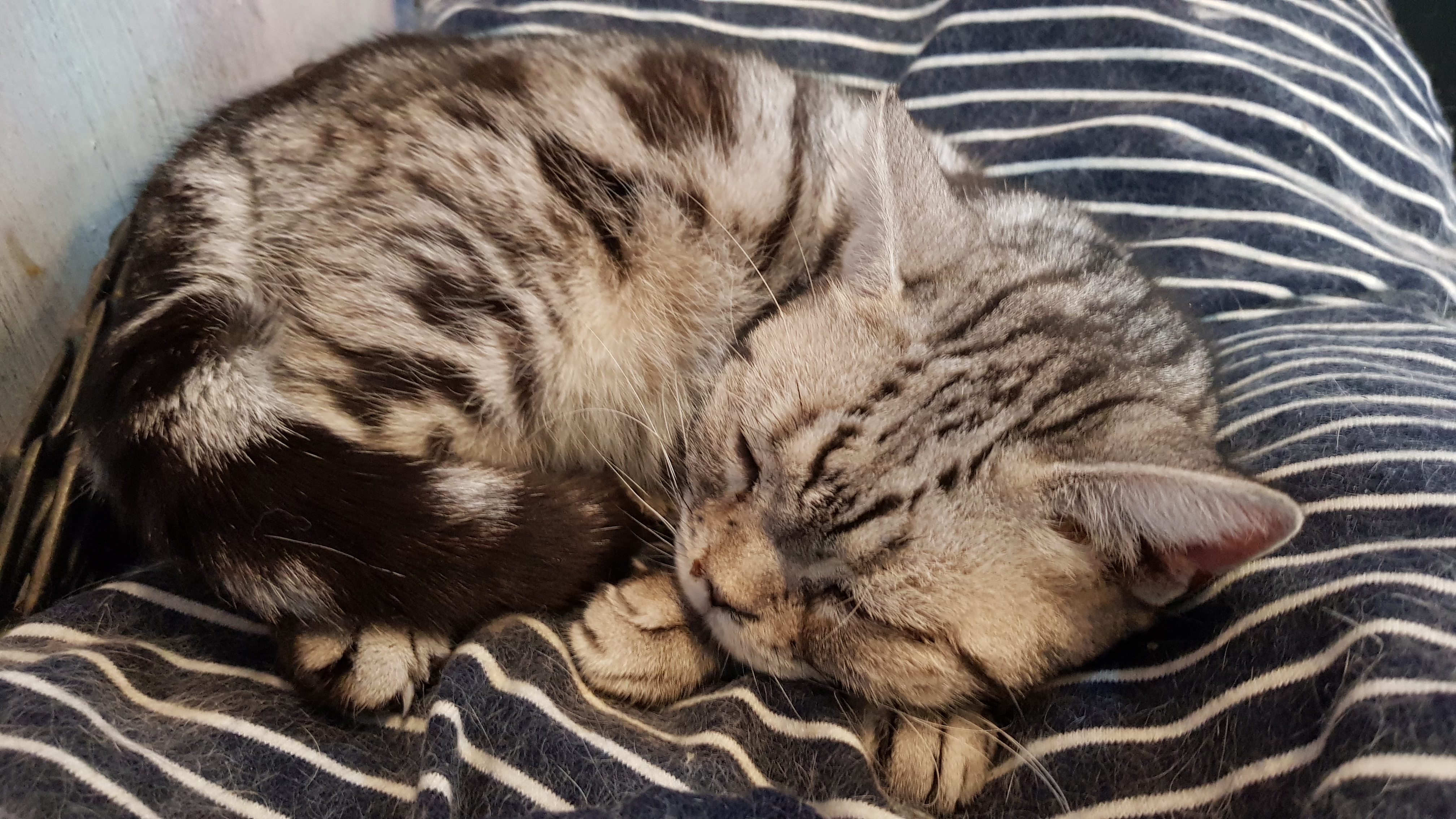 엘-테아닌 숙면 효과