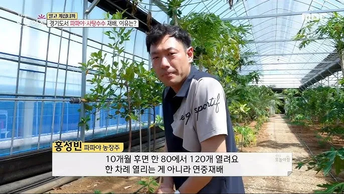 수수 재배 이삭 관리 쓰러짐 방지 건조 수확_6