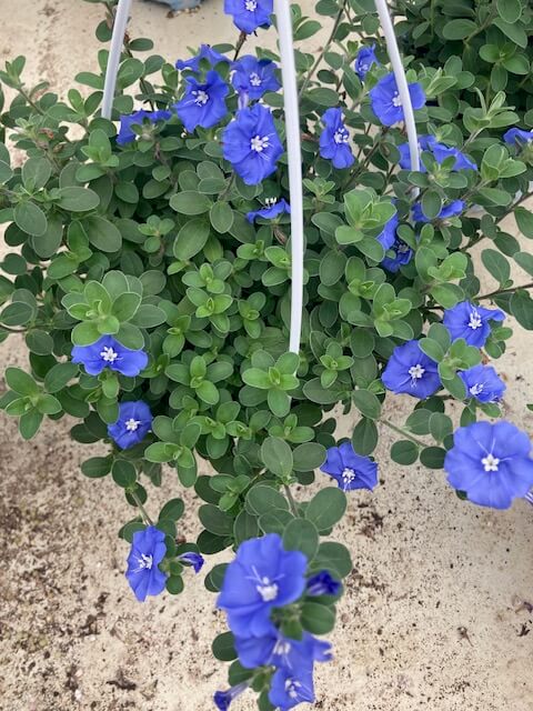 아메리칸 블루_키우기