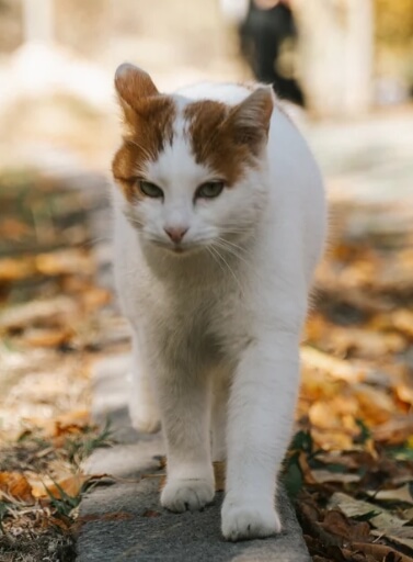 고양이 노령기 건강 변화 기록 방법