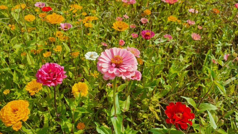 포천 한탄강 가든페스타