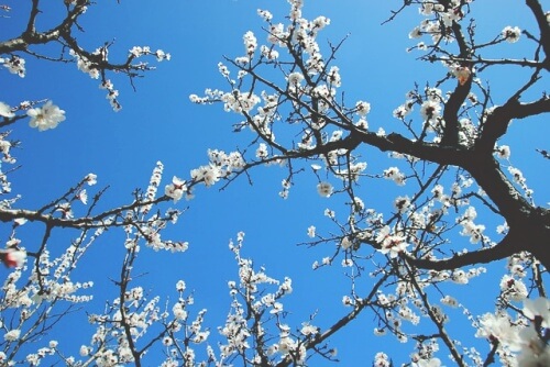 하얀 살구꽃 이미지