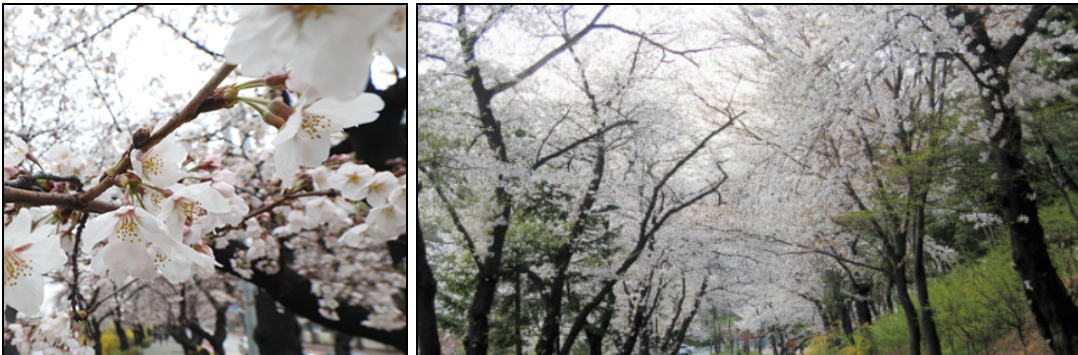남산-순환로-벚꽃