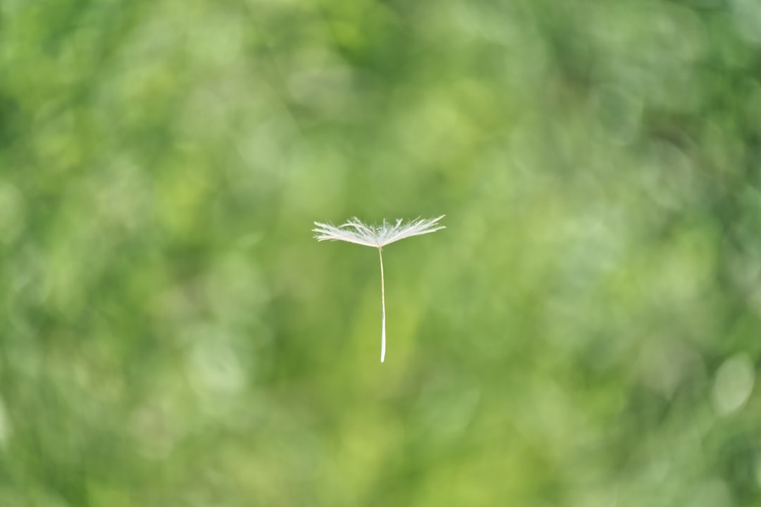 Pollen